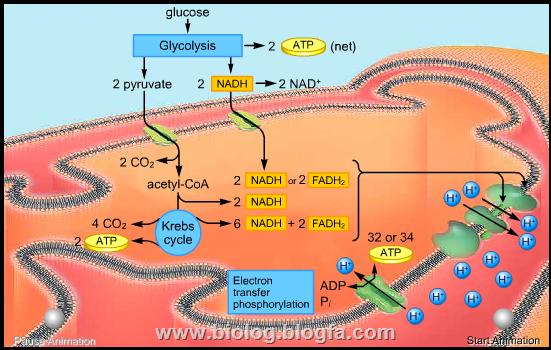 انیمیشن گلیکولیز