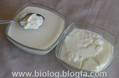 شیر-قارچ-ماست