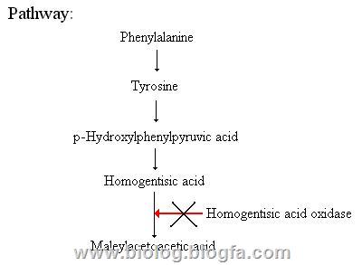 مسیر بیوشیمیایی بیماری آلکاپتونوریا