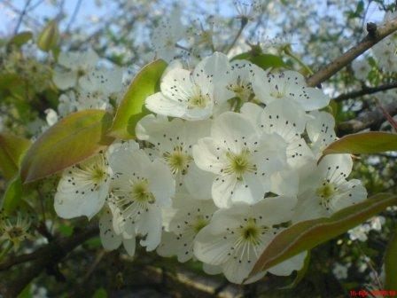 شکوفه های درخت گلابی خانه ما