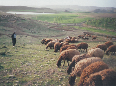 دامدارى در روستا