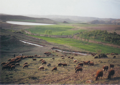 دامداری در دربند