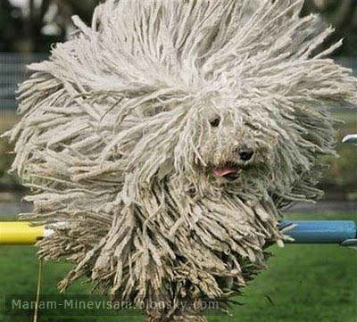 عجیب ترین مدل موهای سگ