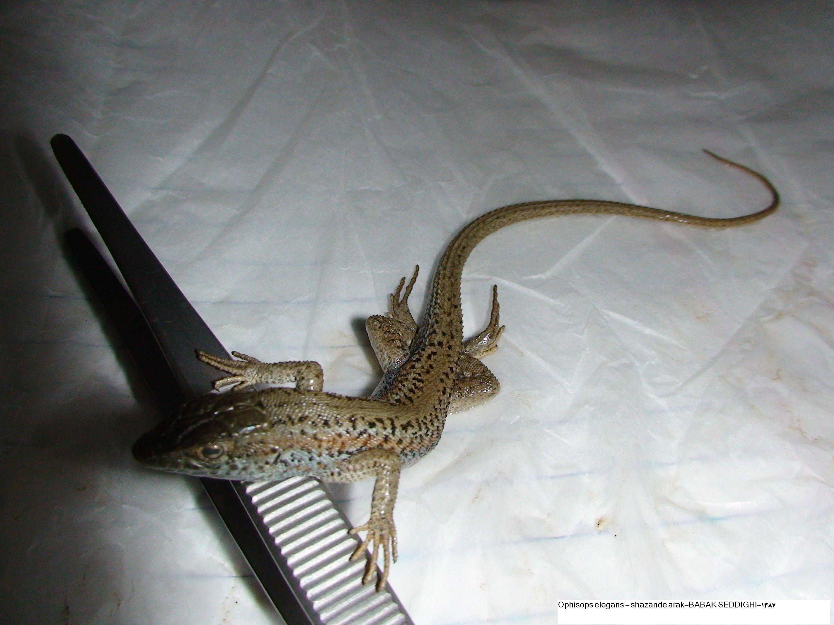 Ophisops elegans -shazande arak