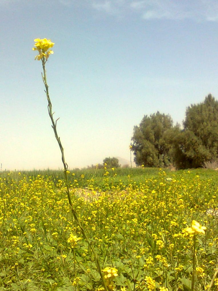مزرعه عباسی مزرعه عباسی