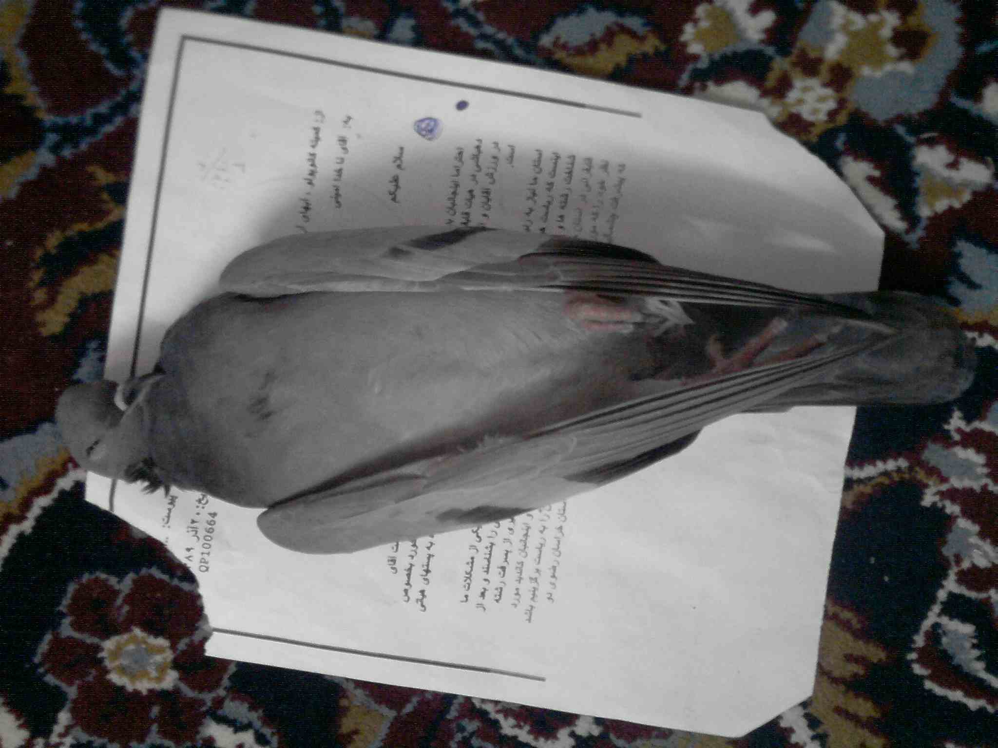 [تصویر: P190111_16_16.jpg]