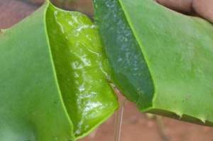 فواید گیاه آلوئه ورا
