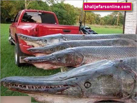 سایت خبری - تفریحی خلیج فارس آنلاین khalijefarsonline.com
