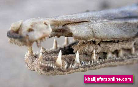 سایت خبری - تفریحی خلیج فارس آنلاین khalijefarsonline.com