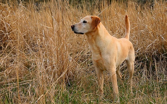 Dog Kodie