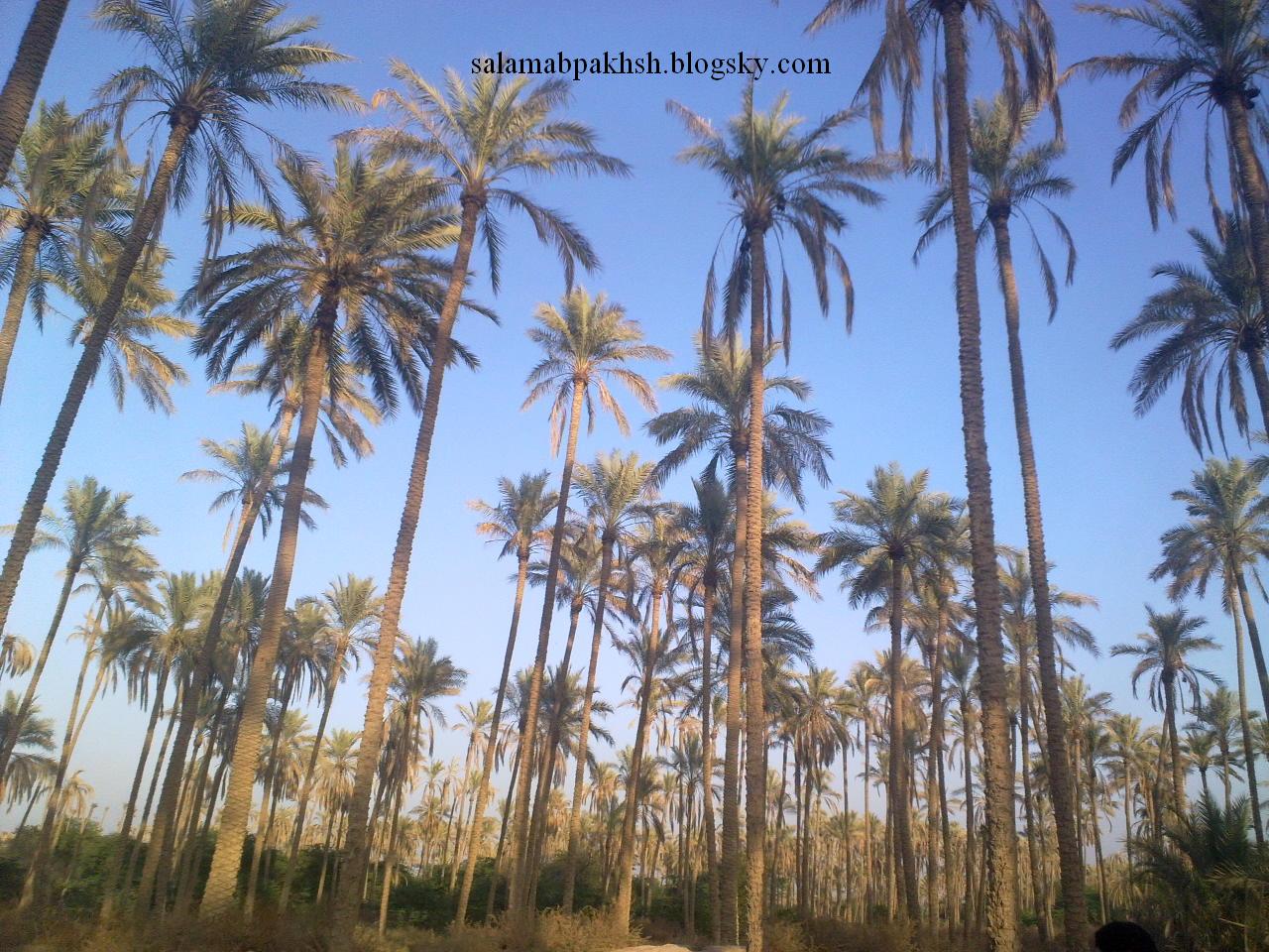 کلاتک