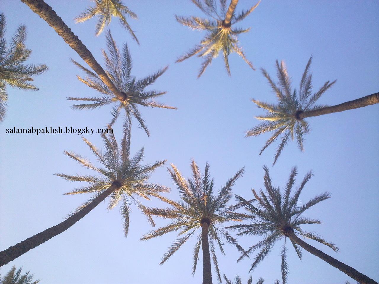کلاتک