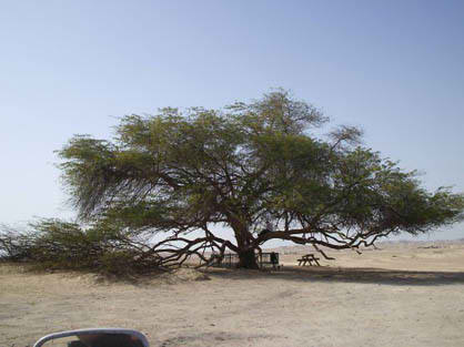 درخت زندگی در بهرین