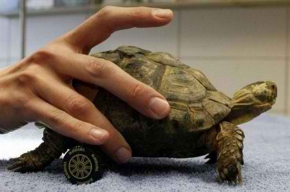 Amazing_Wheelchair_For_a_Turtle_2.jpg