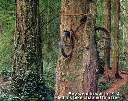 bike_and_the_tree.jpg