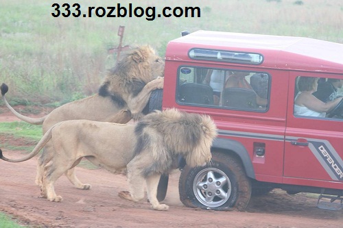 عکس حمله شیرها به ماشین توریست ها