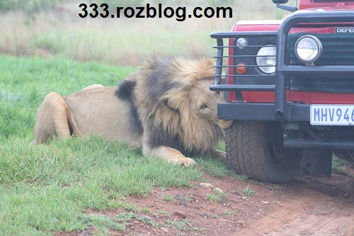 عکس حمله شیرها به ماشین توریست ها