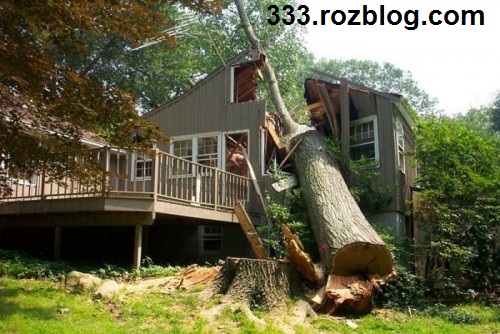 عکس سقوط یک درخت روی یک خانه 