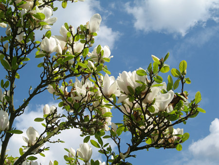 متن جایگزین