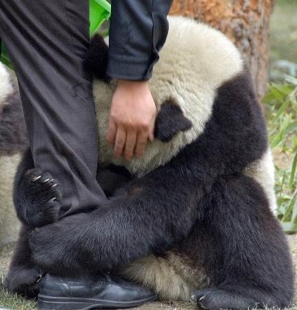 ترسیدن یک خرس پاندا و بغل کردن پای کارگر باغ وحش توکیو چند دقیقه بعد از زلزله ژاپن