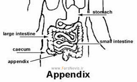 appendix 324x205 اعضای به درد نخور و بی مصرف بدن + عکس