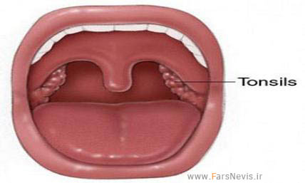 tonsils 285x300 اعضای به درد نخور و بی مصرف بدن + عکس