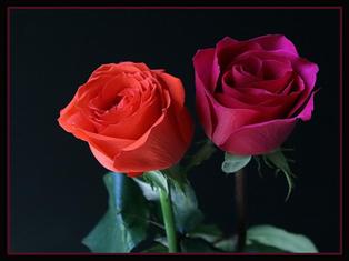 gole roze news تولید یک میلیارد گل شاخه بریده در پاکدشت