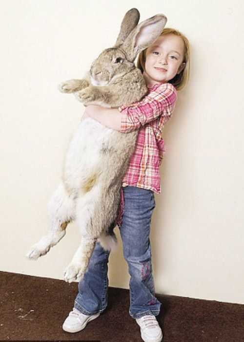 داریوش بزرگترین خرگوش جهان