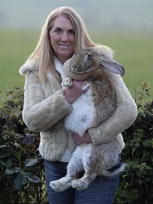 بزرگترین خرگوش جهان