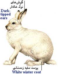 خرگوش صحرایی