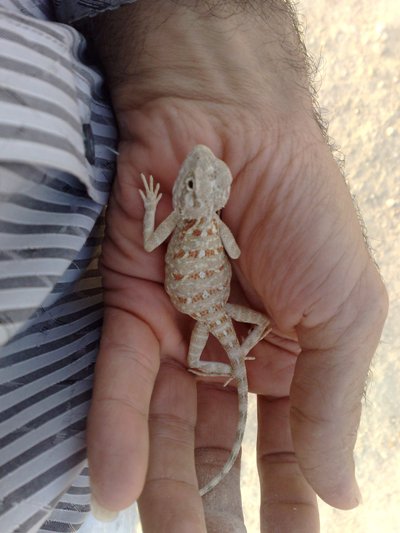 مارمولک