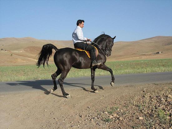 قیمت اسب کرد در ایران