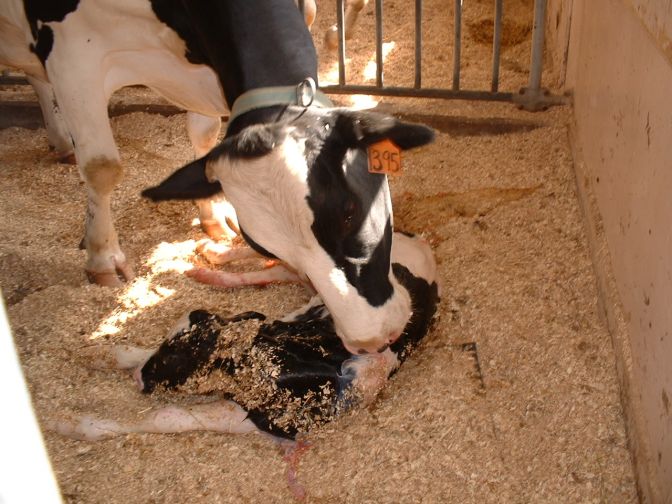 cow9 آموزش زایمان گاو 