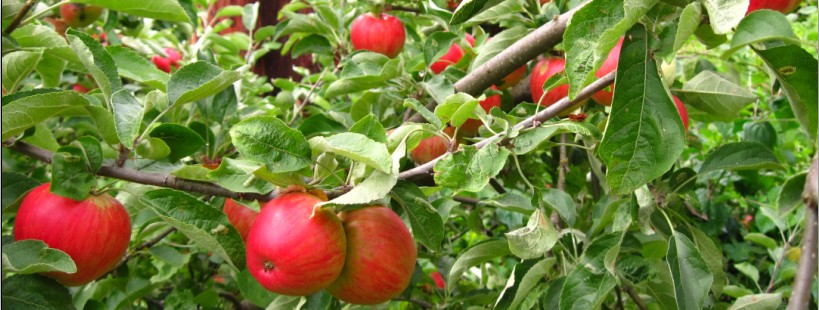 گردشی در باغ سیب
