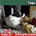 شهدا xoy.ir خوی khoyli.com