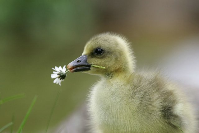 http://s1.picofile.com/file/6605506036/Linda_natureza_17_0_7134.jpg