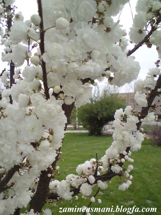 شکوفه های بهاری