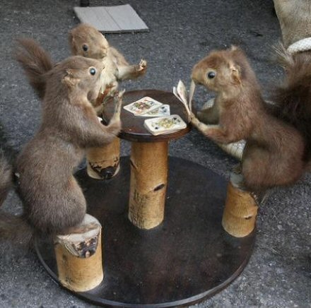 سنجاب ها و کارت بازی