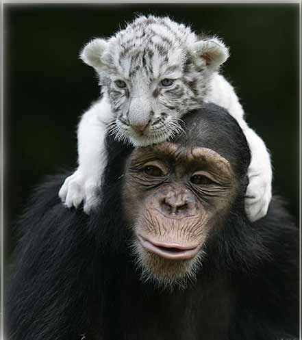 Anjena the chimp