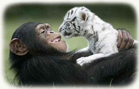 Anjena the chimp 2