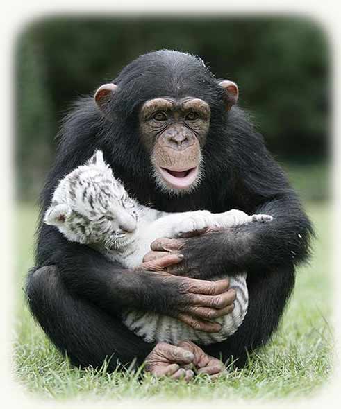 Anjena the chimp 3