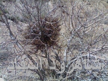 درخت انجیر - شاهرود اسفاد