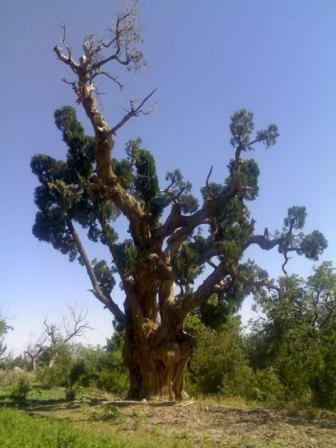 سرو کهنسال اسفاد
