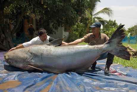 بزرگترین موجودات دریایی صید شده در جهان