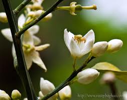 http://s1.picofile.com/file/6673692152/bahar_narenj.jpg