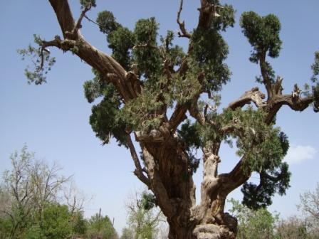سرو زیبای اسفاد