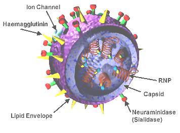 ارتو میکسو ویروس - ویروس آنفولانزا -  شکل سه بعدی