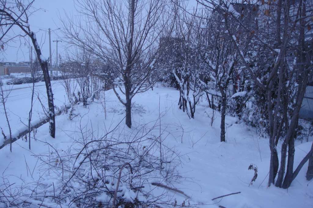 يك روز برفي