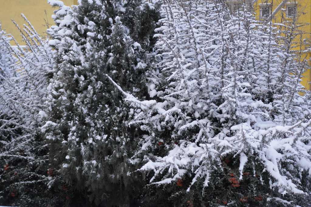 يك روز برفي