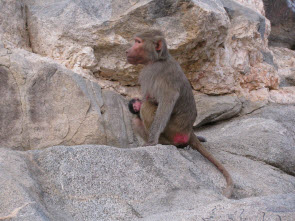 میمون ها در جبل النور